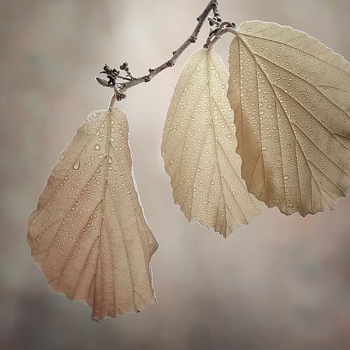 USA-Washington State-Seabeck Close-up of hazelnut leaves Art Print